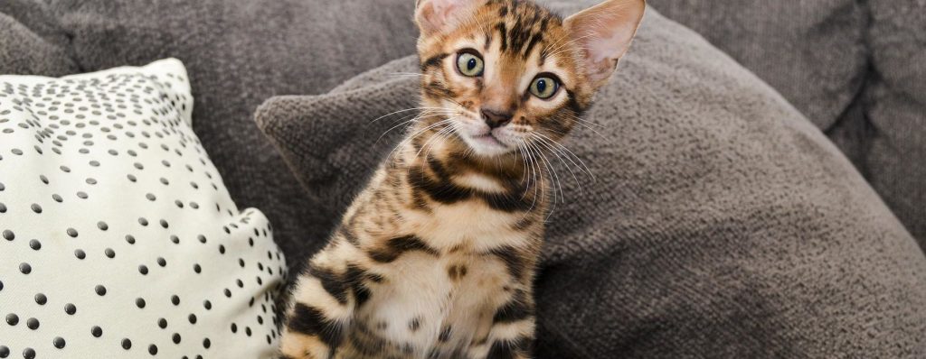 All About The Bengal Cat Personality