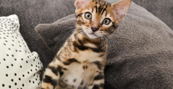 All-About-The-Bengal-Cat-Personality.jpg