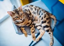 Are-Bengal-Cats-Legal.jpg