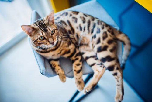 Are Bengal Cats Legal?