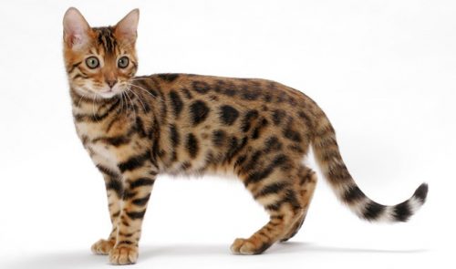 10 Bengal Cat Facts
