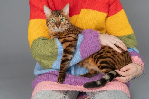 Bengal Cat Care: How To Keep Yours Purrfectly Groomed