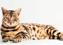 Do-Bengal-Cats-Need-Special-Care.jpg