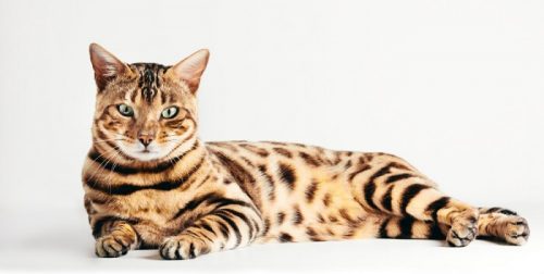 Do Bengal Cats Need Special Care?