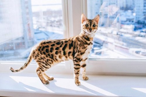 5 Essential Needs Of Every Bengal Cat