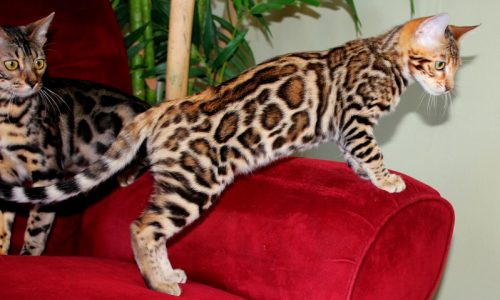Purrrfect Facts About The Bengal Cat Kids Will Love