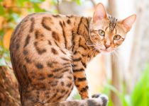 Things-You-Didnt-Know-About-The-Bengal-Cat.jpg