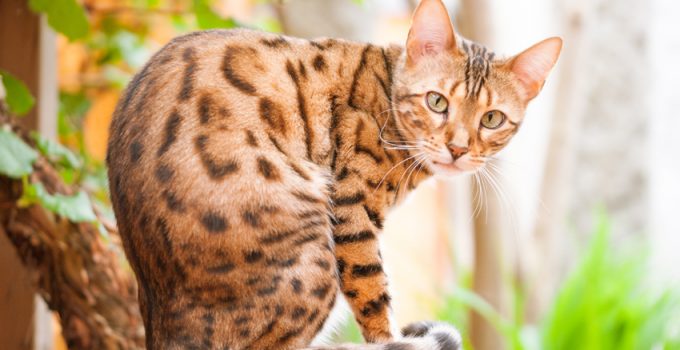 Things-You-Didnt-Know-About-The-Bengal-Cat.jpg