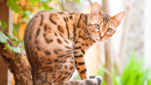 Things You Didn’t Know About The Bengal Cat