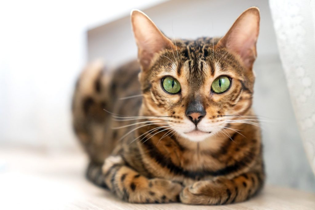 Bengal Cat Personality: 5 Unique (and Entertaining!) Traits