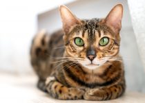 bengal-cats-personality.jpg